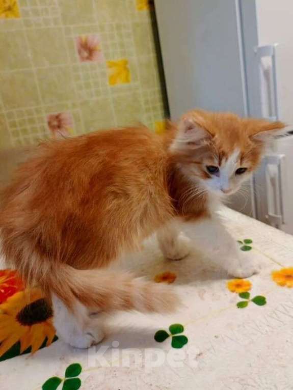 Кошки в Ярославле: Котенок (мальчик) 2-3 месяца Мальчик, Бесплатно - фото 3