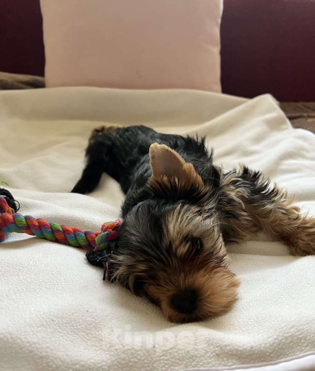 Собаки в Москве: Крошки горошки йоркширского терьера ищут маму! Разнополые, Бесплатно - фото 2