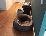 Собаки в Клине: Щенок 5 месяцев  Мальчик, Бесплатно - фото 3