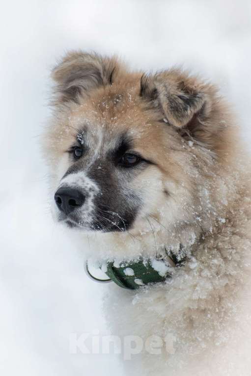 Собаки в Москве: Малышке Мали очень нужен дом  Девочка, Бесплатно - фото 6