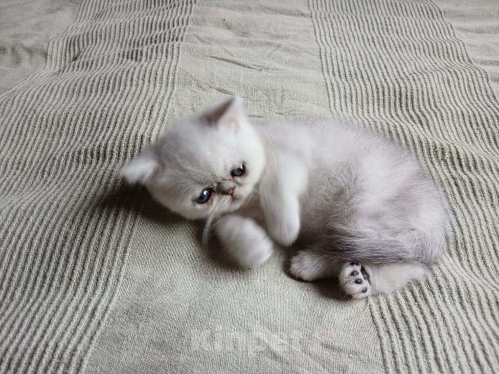 Кошки в других городах Московской области: Продается котенок породы экзотической короткошерстной Мальчик, 10 000 руб. - фото 9