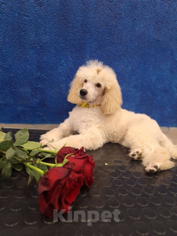 Собаки в Санкт-Петербурге: Девочка среднего пуделя,белого окраса Девочка, 100 000 руб. - фото 1