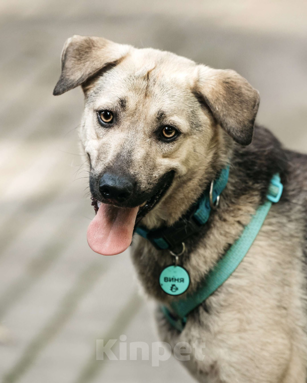 Собаки в Москве: Вини продолжает ждать.. Мальчик, Бесплатно - фото 1