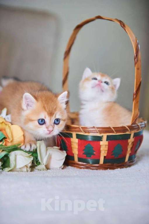 Кошки в Ярославле: Котята британской золотой шиншиллы Мальчик, Бесплатно - фото 5