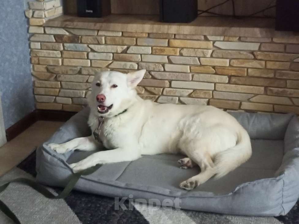 Собаки в Чите:   Собака в самые добрые ручки Мальчик, Бесплатно - фото 7