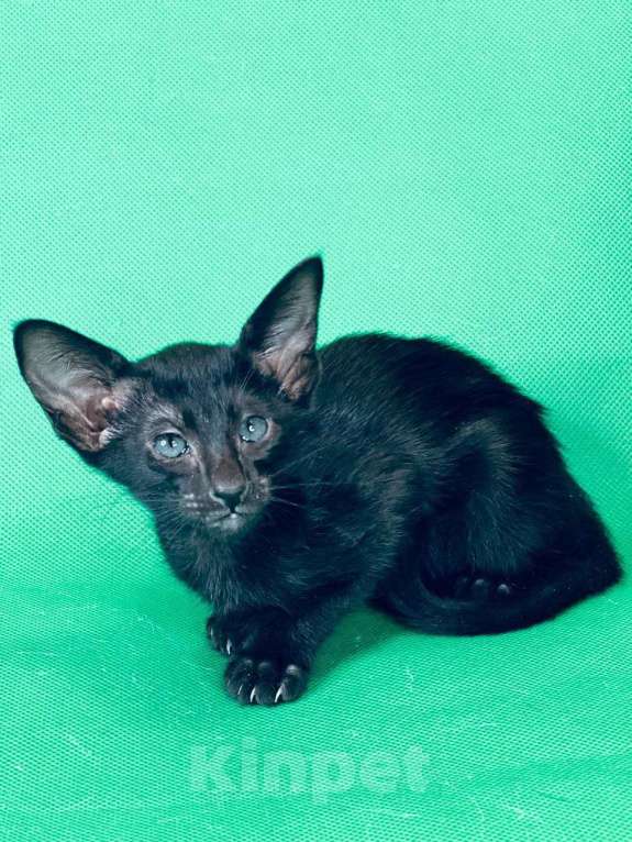 Кошки в Москве: Ориентальные котята в Москве. привитые  Девочка, 70 000 руб. - фото 3
