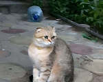 Кошки в Щелково: Пропал котик Крош Мальчик, 5 000 руб. - фото 2