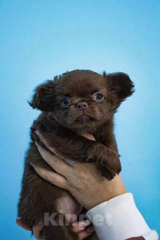 Собаки в Казани: Продаю щенков чихуахуа Девочка, 50 000 руб. - фото 2