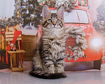 Кошки в Кудымкаре: Котенок Мейн кун кот., 20 000 руб. - фото 2