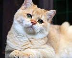 Кошки в Москве: Продается котенок мальчик золотая шиншилла Мальчик, 25 000 руб. - фото 3
