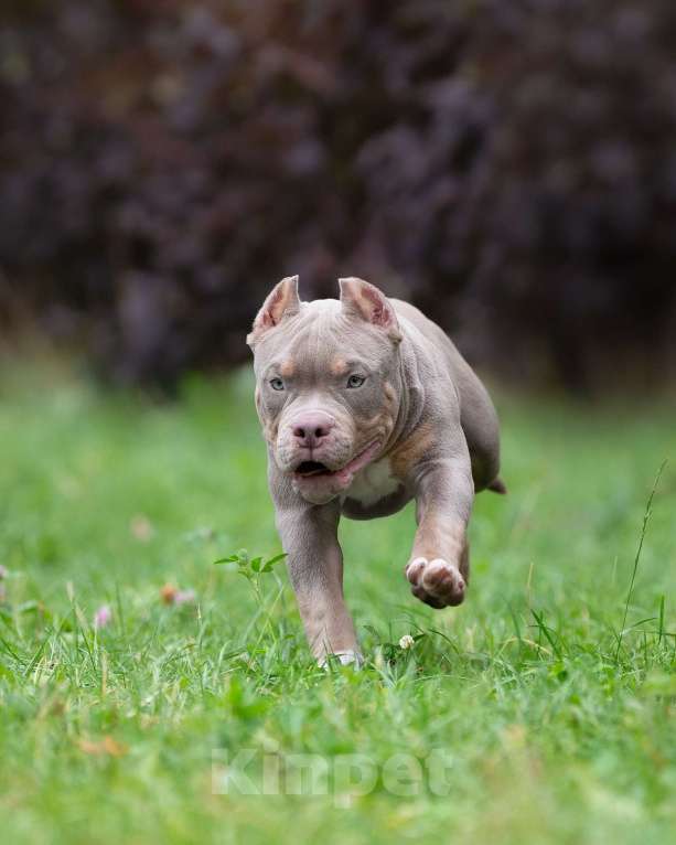 Собаки в Санкт-Петербурге: Предлагаются к продаже щенки американского булли  Мальчик, 100 000 руб. - фото 7