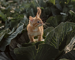 Кошки в Санкт-Петербурге: Рыжий котенок Мальчик, Бесплатно - фото 3