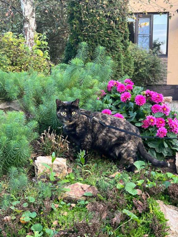 Кошки в Домодедово: Эли Девочка, 1 000 руб. - фото 1