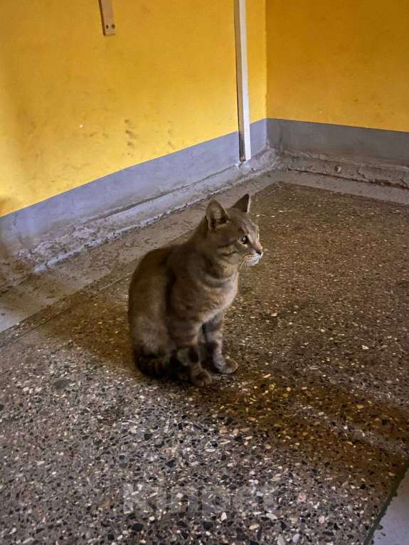 Кошки в Нижнем Новгороде: Найден серый кот с возможной слепотой на правом глазу Мальчик, Бесплатно - фото 3