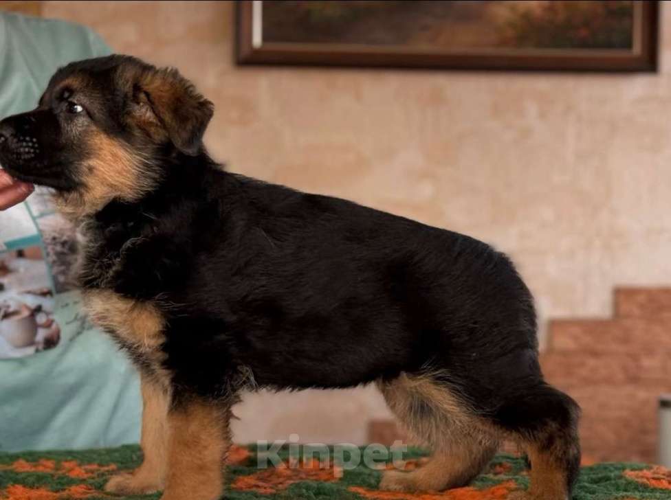 Собаки в Кемерово: Щенки немецкой овчарки Мальчик, 70 000 руб. - фото 2