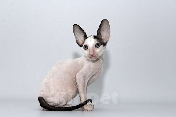 Кошки в Москве: котята из питомника Корнелита Мальчик, 70 000 руб. - фото 5