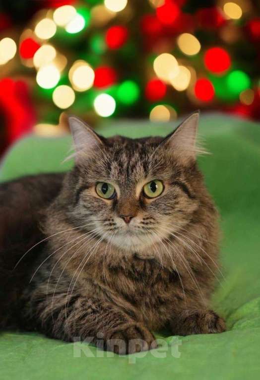 Кошки в Санкт-Петербурге: Мега ласковая спокойная кошечка Девочка, Бесплатно - фото 1