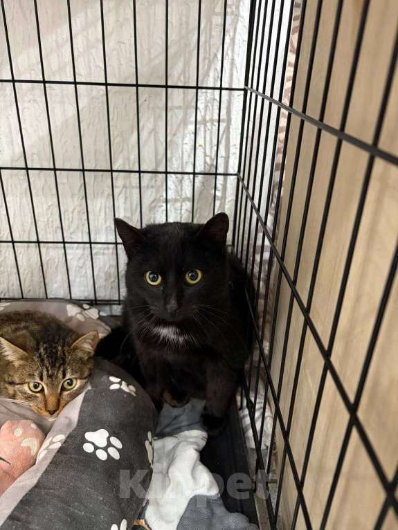 Кошки в Мурином: Спасенный котик со стройки Мальчик, Бесплатно - фото 2