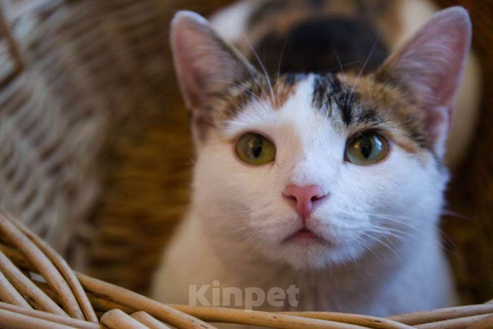 Кошки в Москве: Трехцветная кото-мартышка Маришка в добрые руки Девочка, Бесплатно - фото 6