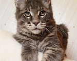 Кошки в Владимире: Котик мейн-кун - голубусик Мальчик, 60 000 руб. - фото 1