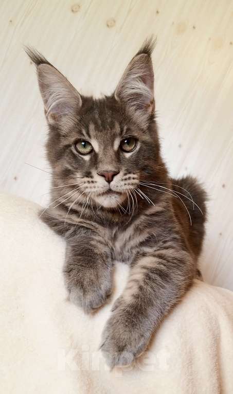 Кошки в Владимире: Котик мейн-кун - голубусик Мальчик, 60 000 руб. - фото 1