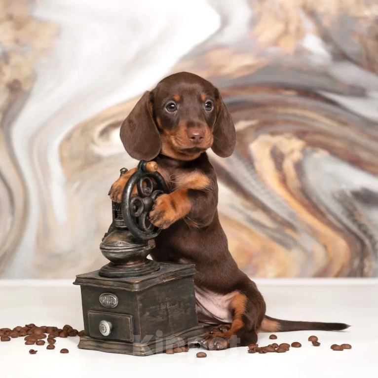 Собаки в Москве: Мальчик кроличьей таксы Мальчик, 110 000 руб. - фото 3