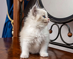 Кошки в Московском: котята рэгдолл Девочка, Бесплатно - фото 3