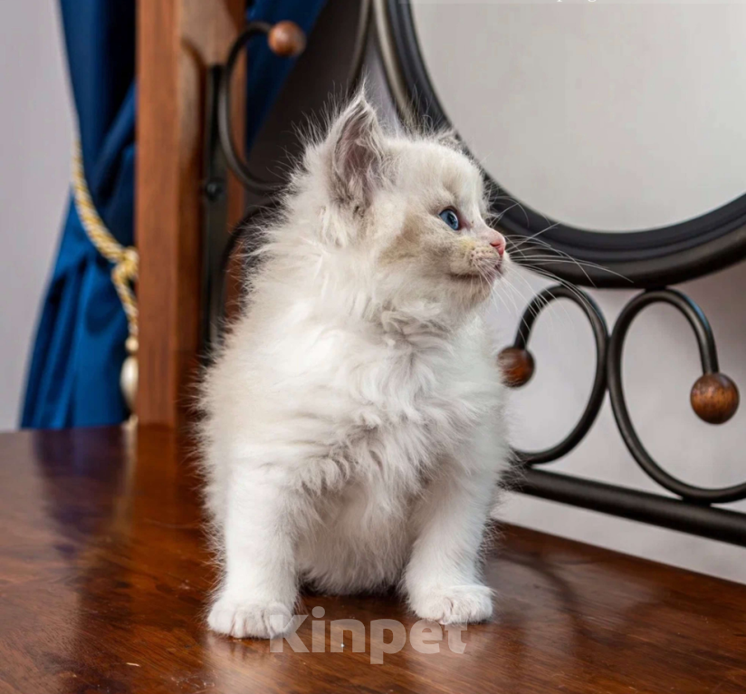 Кошки в Московском: котята рэгдолл Девочка, Бесплатно - фото 3