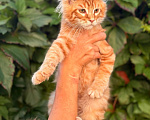 Кошки в Москве: Котята Мейн-кун Мальчик, 35 000 руб. - фото 2