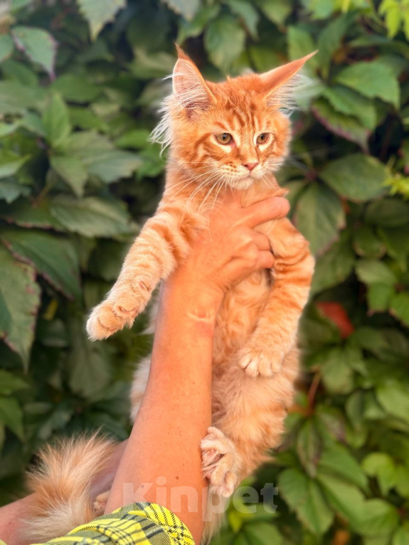 Кошки в Москве: Котята Мейн-кун Мальчик, 35 000 руб. - фото 2