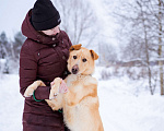 Собаки в Москве: Сириус, 1 год. Пёс-компаньон в добрые руки! Мальчик, Бесплатно - фото 9