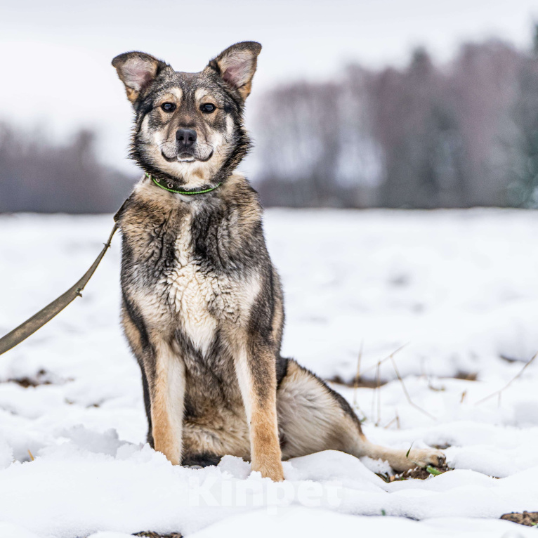 Собаки в Клине: Хэппи — милашка, излучающая свет Девочка, Бесплатно - фото 7