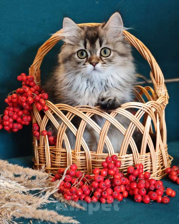 Кошки в Москве: Длинношертсная шотландская кошечка Девочка, 55 000 руб. - фото 5