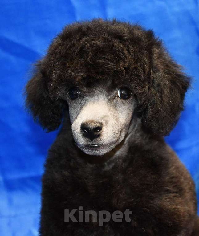 Собаки в Долгопрудном: Щенок  пуделя серебристый ДЖЕНТЛИ БОРН  ФЛЭШ РОЯЛЬ Мальчик, 150 000 руб. - фото 3