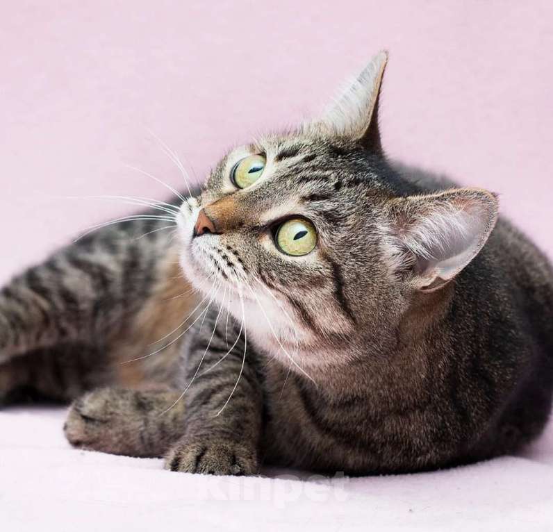 Кошки в Москве: Круглоглазая кошечка в поисках своего счастья Девочка, Бесплатно - фото 3