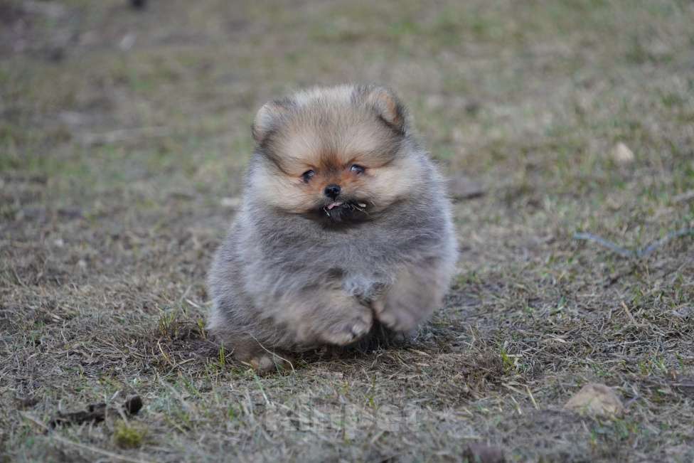 Собаки в Москве: Померанский шпиц Мальчик, 50 000 руб. - фото 1