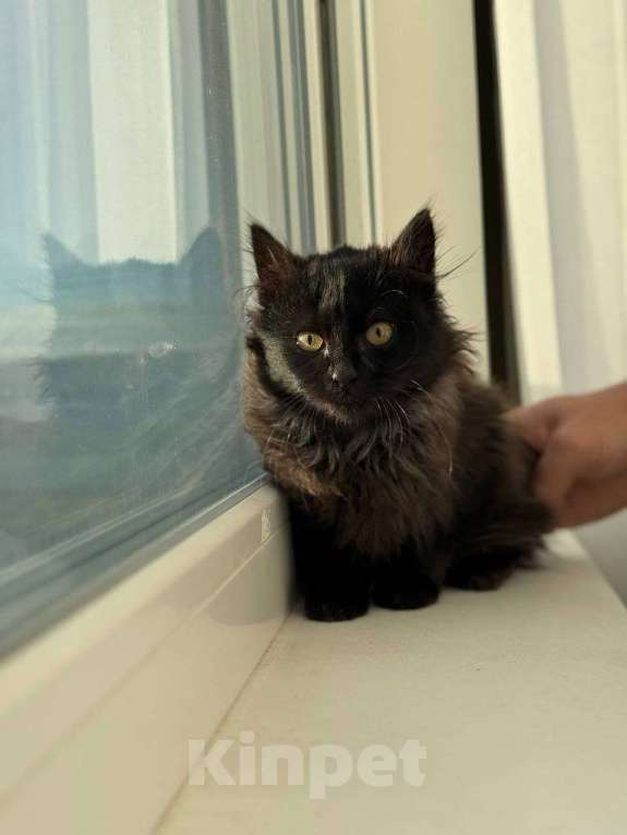 Кошки в Москве: черно-серый котенок Шэдоу ищет дом Девочка, Бесплатно - фото 8