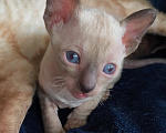 Кошки в Рязани: Котята корниш-рекс Мальчик, 35 000 руб. - фото 4