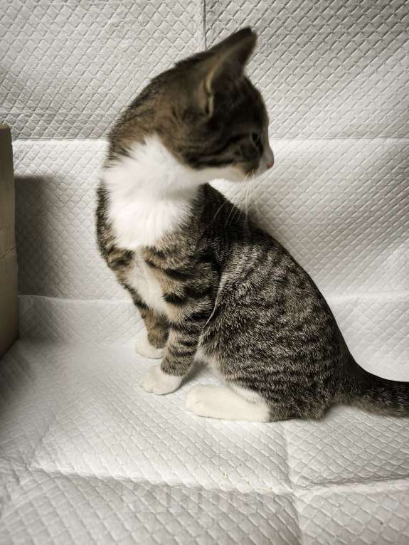 Кошки в Санкт-Петербурге: Ласковый очень ласковый мальчик 3,5 мес Мальчик, Бесплатно - фото 3