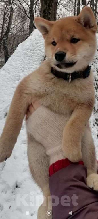 Собаки в Новосибирске: Сиба ину мальчик ждет вас Мальчик, Бесплатно - фото 5