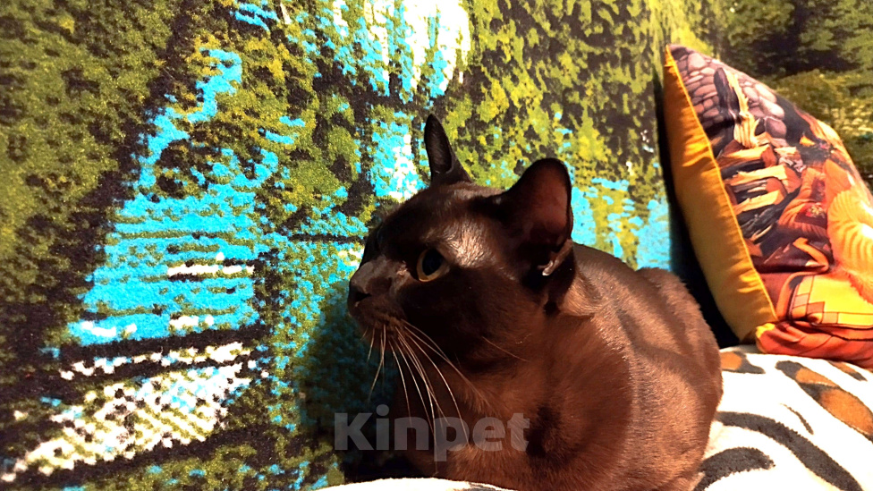 Кошки в Балашихе: Вязка с Бурманским котом 2года Мальчик, Бесплатно - фото 4