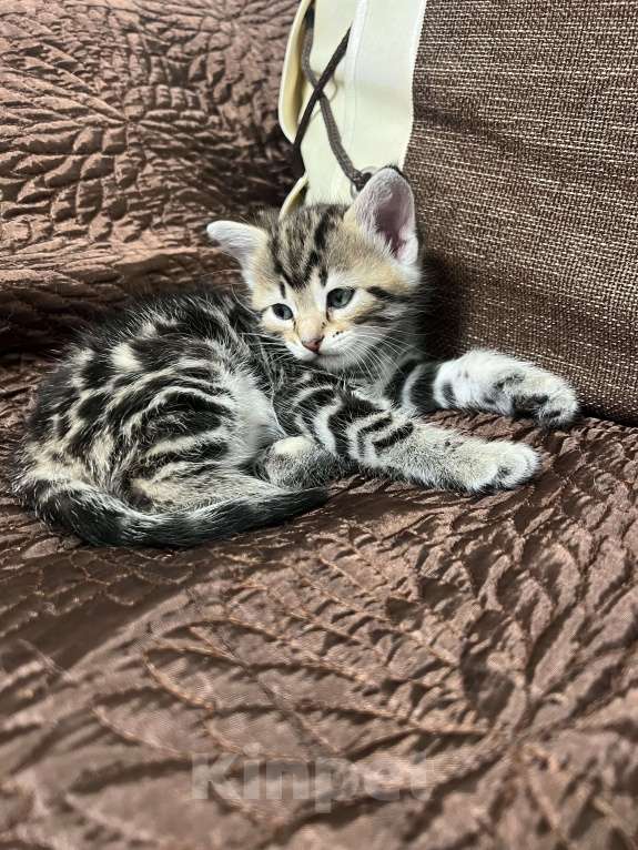 Кошки в Подольске: Красивый котёнок девочка Девочка, 5 000 руб. - фото 7