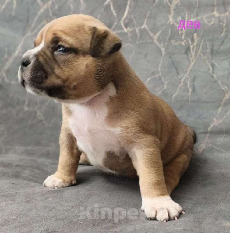 Собаки в Донецке: Бронирование щенков американский булли Мальчик, Бесплатно - фото 10