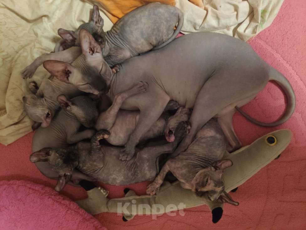 Кошки в Домодедово: Канадский сфинкс эльф котенок Девочка, 20 000 руб. - фото 9