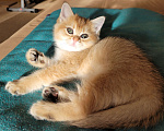 Кошки в Самаре: Британская золотая шиншилла  Девочка, 30 000 руб. - фото 3