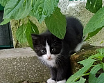 Кошки в Долгопрудном: Котёнок в добрые руки Мальчик, Бесплатно - фото 2