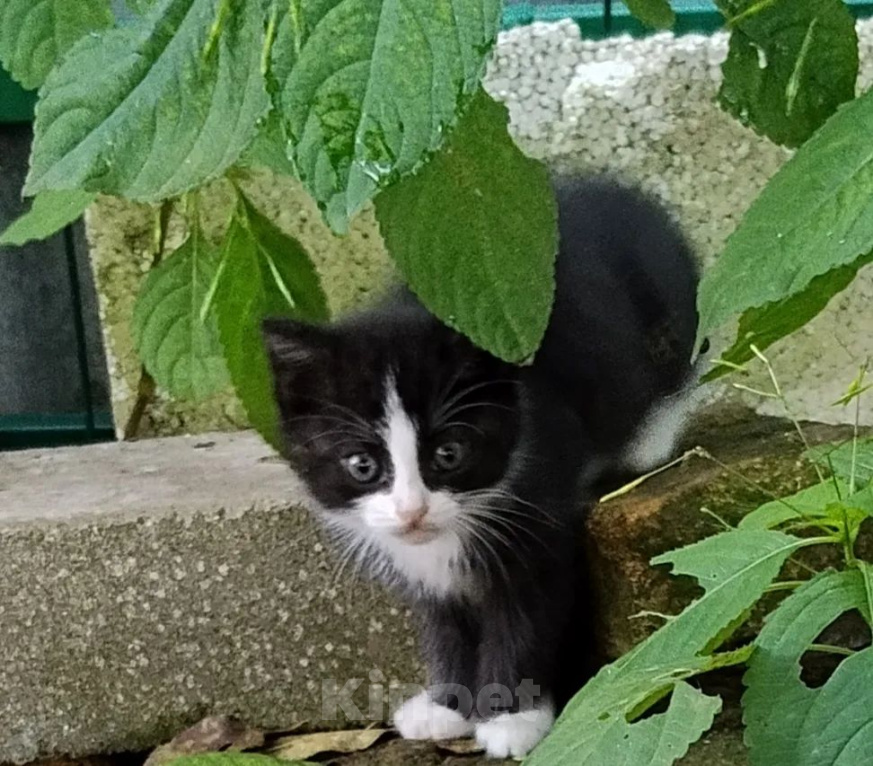 Кошки в Долгопрудном: Котёнок в добрые руки Мальчик, Бесплатно - фото 2