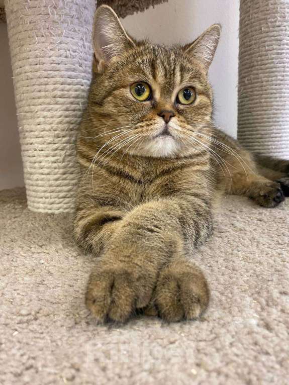 Кошки в Санкт-Петербурге: Сусанна - кошечка британского фенотипа ищет дом Девочка, Бесплатно - фото 2