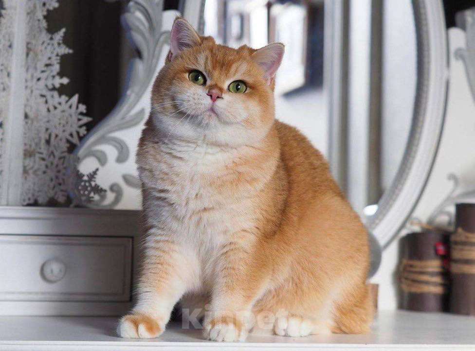 Кошки в Москве: Очаровательная британская кошечка Девочка, 25 000 руб. - фото 3