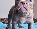 Собаки в Москве: Американский булли девочка Микро/Нано Девочка, 130 000 руб. - фото 3